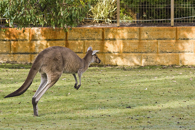 canguro Australia